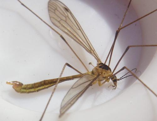 Cylindrotoma distinctissima